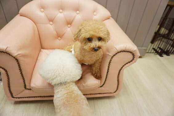 ヌーノクラブ　犬のペットホテル　東京　中野区　フリースペースでのびのび　お預かり中　トイプードルのトーマ