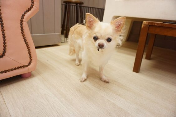 ヌーノクラブ　犬のペットホテル　東京　中野区　フリースペースでのびのび　お預かり中　チワワのチャチャ