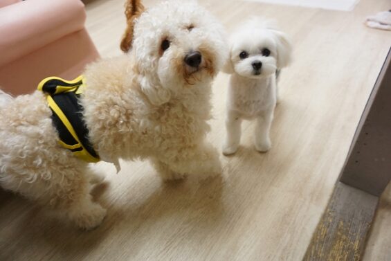 ヌーノクラブ　犬のペットホテル　東京　中野区　フリースペースでのびのび　お預かり中　ビションプーのぽてまよ