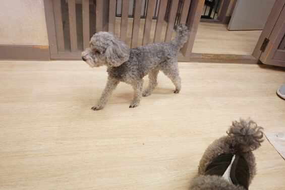 ヌーノクラブ　犬のペットホテル　東京　中野区　フリースペースでのびのび　お預かり中　トイプードルのアイル