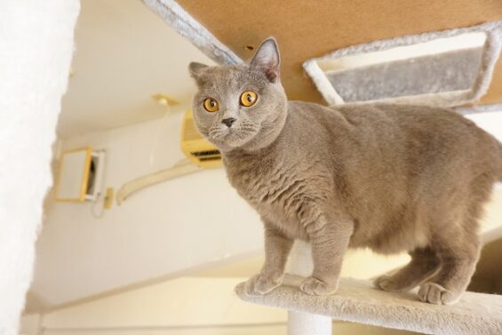 ヌーノクラブ　猫専用ペットホテル　都内　中野区　フリースペースでのびのび　お預り中の猫ちゃん　シャルトリューのあを