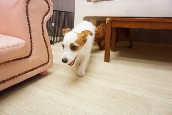 ヌーノクラブ 犬のペットホテル 東京 中野区 フリースペースでのびのび お預かり中 ジャックラッセルテリアのにこ