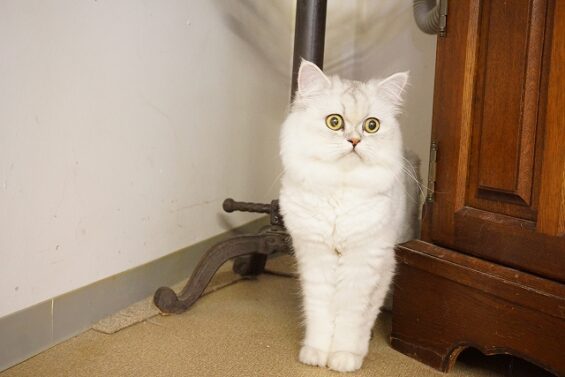 ヌーノクラブ　猫専用ペットホテル　都内　中野区　フリースペースでのびのび　お預り中の猫ちゃん　ミヌエットのウユ