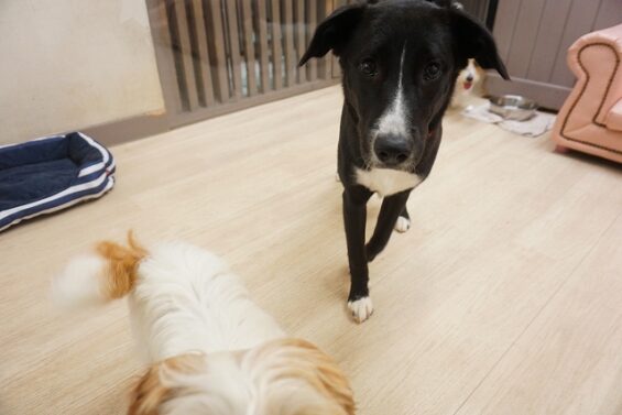 ヌーノクラブ 犬のペットホテル 東京 中野区 フリースペースでのびのび お預かり中 ラブラドール×ゴールデンドゥードルのタマモ