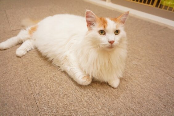 ヌーノクラブ　猫専用ペットホテル　都内　中野区　フリースペースでのびのび　お預り中の猫ちゃん　メインクーンのすさのお