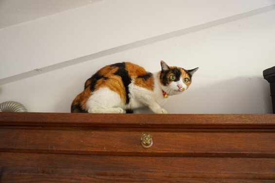 ヌーノクラブ 猫専用ペットホテル 都内 中野区 フリースペースでのびのび お預り中の猫ちゃん 三毛猫のてん