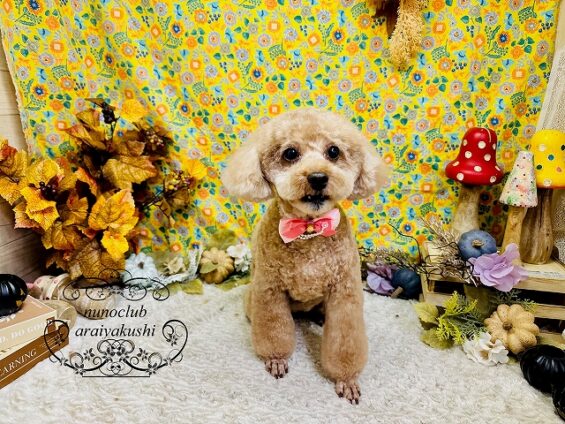 ペットサロン、ヌーノクラブ、可愛くリーズナブルにトリミング