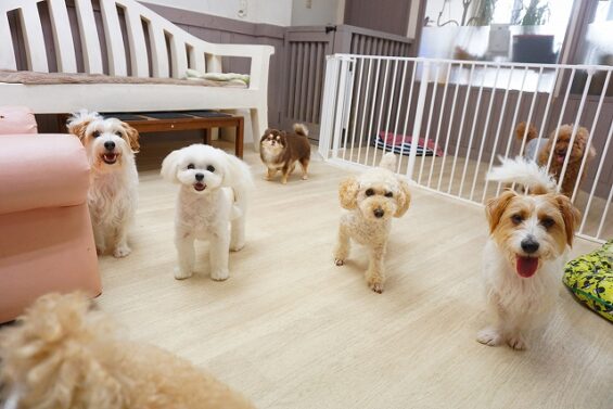 ヌーノクラブ 犬のペットホテル 東京 中野区 フリースペースでのびのび お預かり中 マルチーズ×ポメラニアンのモコ