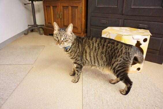 ヌーノクラブ　猫専用ペットホテル　都内　中野区　フリースペースでのびのび　お預り中の猫ちゃん　キジトラのリク