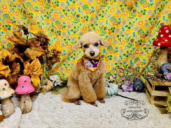 ペットサロン、ヌーノクラブ、可愛くリーズナブルにトリミング トイプードルのクレア_640