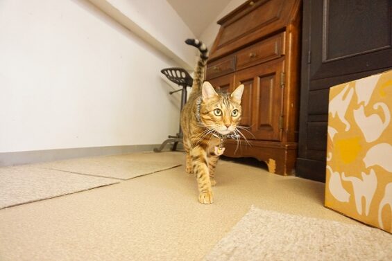 ヌーノクラブ　猫専用ペットホテル　都内　中野区　フリースペースでのびのび　お預り中の猫ちゃん　ベンガルのナイト