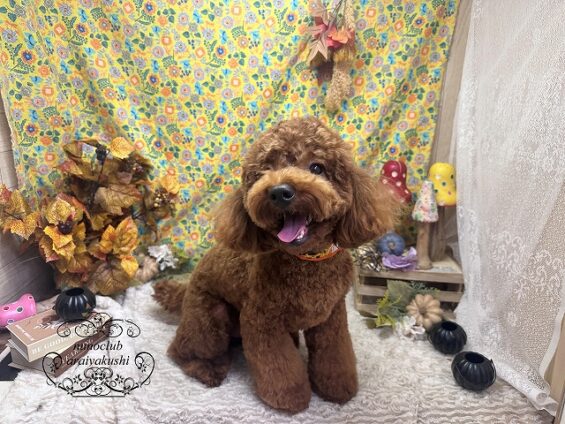 ペットサロン、ヌーノクラブ、可愛くリーズナブルにトリミング