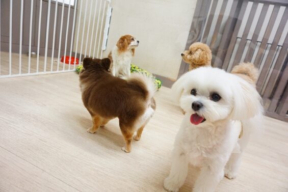 ヌーノクラブ 犬のペットホテル 東京 中野区 フリースペースでのびのび お預かり中 マルチーズ×ポメラニアンのモコ