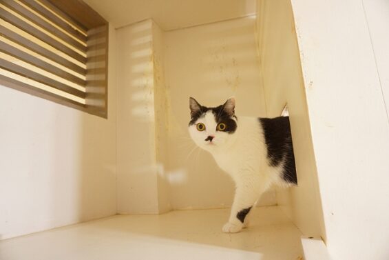 ヌーノクラブ　猫専用ペットホテル　都内　中野区　フリースペースでのびのび　お預り中の猫ちゃん　スコティッシュフォールドのよもぎ