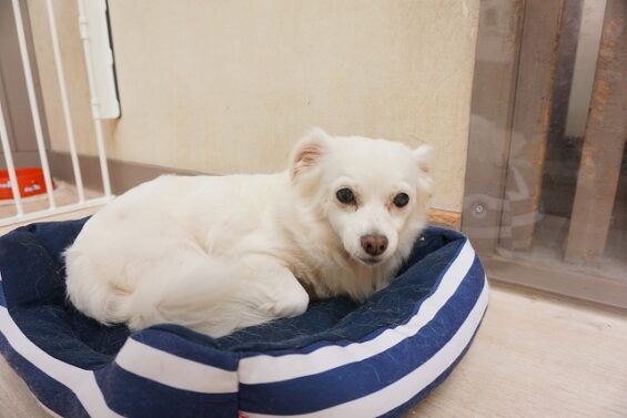 ヌーノクラブ 犬のペットホテル 東京 中野区 フリースペースでのびのび お預かり中 チワプーのジェシー