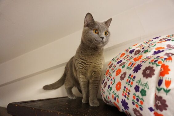 ヌーノクラブ　猫専用ペットホテル　都内　中野区　フリースペースでのびのび　お預り中の猫ちゃん　シャルトリューのあを