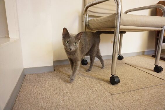 ヌーノクラブ 猫専用ペットホテル 都内 中野区 フリースペースでのびのび お預り中の猫ちゃん ロシアンブルーのラムセス