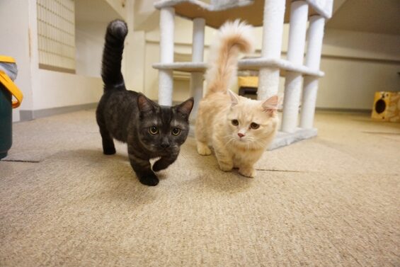ヌーノクラブ 猫専用ペットホテル 都内 中野区 フリースペースでのびのび お預り中の猫ちゃん マンチカンのカフネ・ルカ