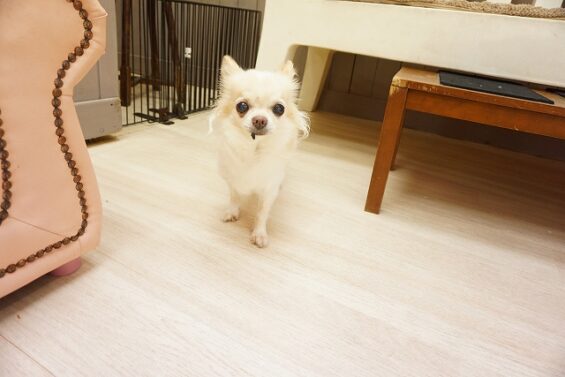ヌーノクラブ　犬のペットホテル　東京　中野区　フリースペースでのびのび　お預かり中　チワワのチャチャ