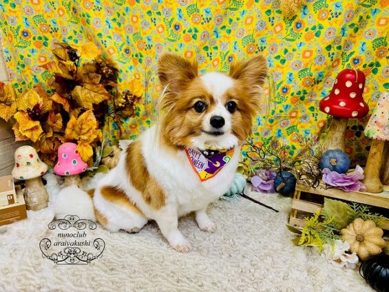 ペットサロン、ヌーノクラブ、可愛くリーズナブルにトリミング パピヨンの夢_640