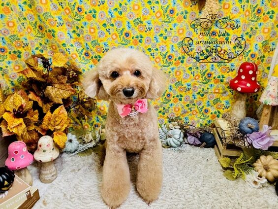 ペットサロン、ヌーノクラブ、可愛くリーズナブルにトリミング