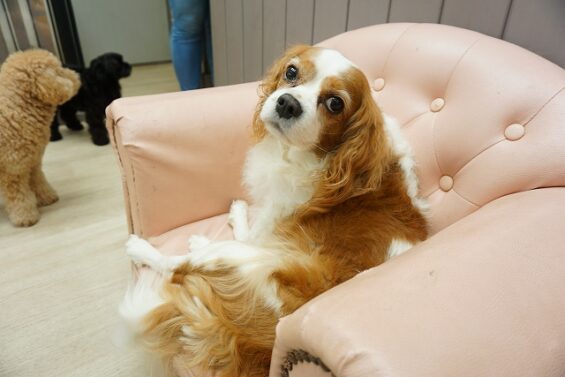 ヌーノクラブ 犬のペットホテル 東京 中野区 フリースペースでのびのび お預かり中 キャバリアの小桃