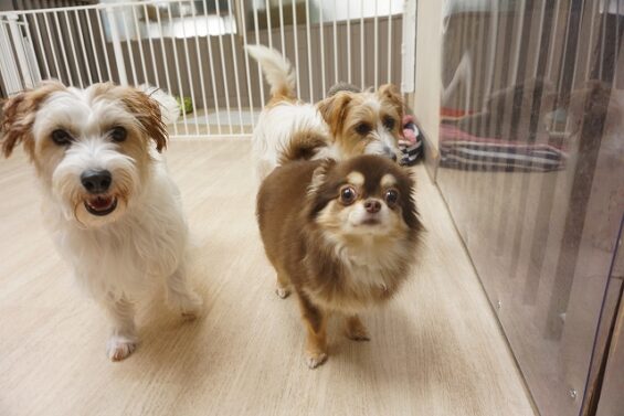 ヌーノクラブ 犬のペットホテル 東京 中野区 フリースペースでのびのび お預かり中 チワワのちっぷ