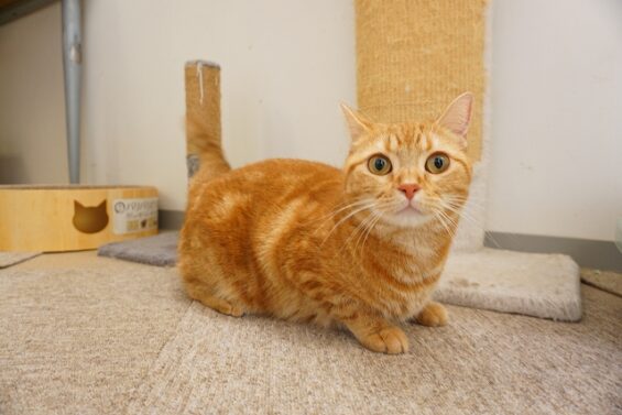 ヌーノクラブ　猫専用ペットホテル　都内　中野区　フリースペースでのびのび　お預り中の猫ちゃん　ミヌエットのソル