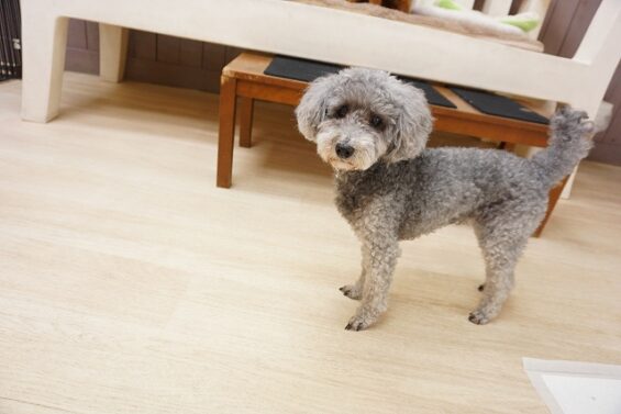 ヌーノクラブ　犬のペットホテル　東京　中野区　フリースペースでのびのび　お預かり中　トイプードルのアイル
