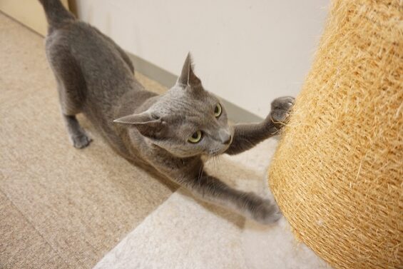 ヌーノクラブ 猫専用ペットホテル 都内 中野区 フリースペースでのびのび お預り中の猫ちゃん ロシアンブルーのラムセス