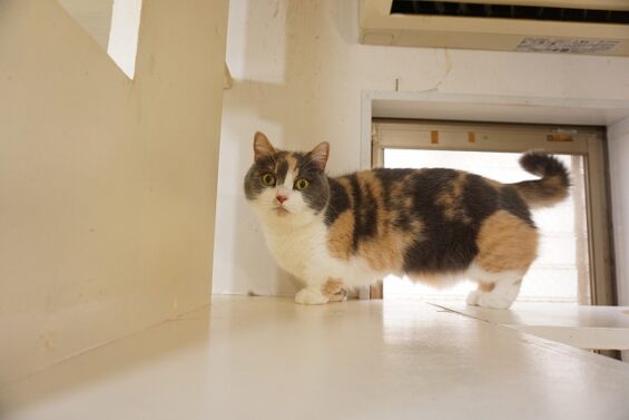 ヌーノクラブ 猫専用ペットホテル 都内 中野区 フリースペースでのびのび お預り中の猫ちゃん マンチカンのさくら