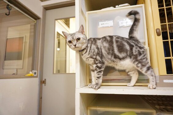 ヌーノクラブ　猫専用ペットホテル　都内　中野区　フリースペースでのびのび　お預り中の猫ちゃん　アメリカンショートヘアのカオ