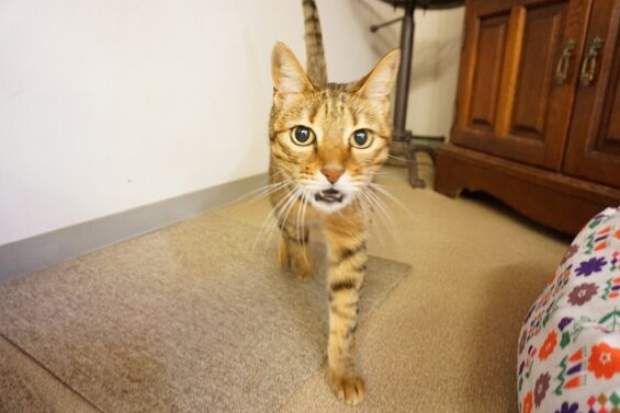 ヌーノクラブ　猫専用ペットホテル　都内　中野区　フリースペースでのびのび　お預り中の猫ちゃん　ベンガルのモン