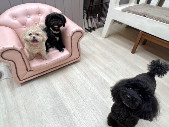 ヌーノクラブ　犬のペットホテル　東京　中野区　フリースペースでのびのび　お預かり中　マルプーのロトココ