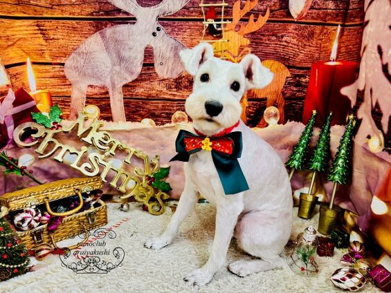 ペットサロン、ヌーノクラブ、可愛くリーズナブルにトリミング シュナウザーのシロ