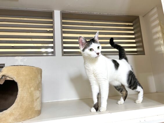 ヌーノクラブ 猫専用ペットホテル 都内 中野区 フリースペースでのびのび お預り中の猫ちゃん MIXのもん