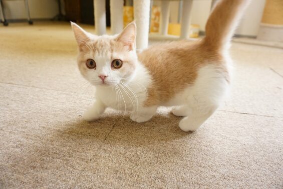 ヌーノクラブ 猫専用ペットホテル 都内 中野区 フリースペースでのびのび お預り中の猫ちゃん マンチカンのちくわ