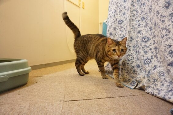 ヌーノクラブ 猫専用ペットホテル 都内 中野区 フリースペースでのびのび お預り中の猫ちゃん MIXの山