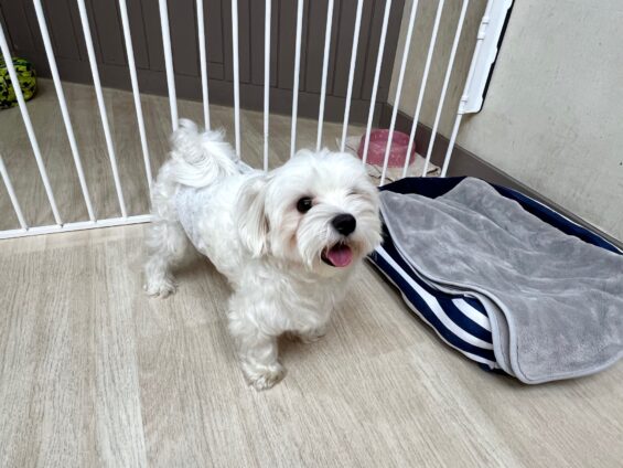 ヌーノクラブ 犬のペットホテル 東京 中野区 フリースペースでのびのび お預かり中 マルチーズのいと