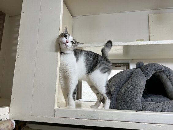 ヌーノクラブ 猫専用ペットホテル 都内 中野区 フリースペースでのびのび お預り中の猫ちゃん MIXのハリー