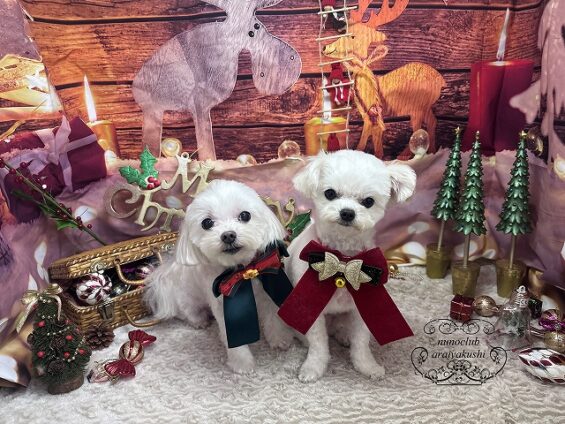 ペットサロン、ヌーノクラブ、可愛くリーズナブルにトリミング　