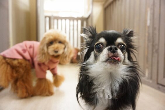ヌーノクラブ　犬のペットホテル　東京　中野区　フリースペースでのびのび　お預かり中　チワワのチョコ