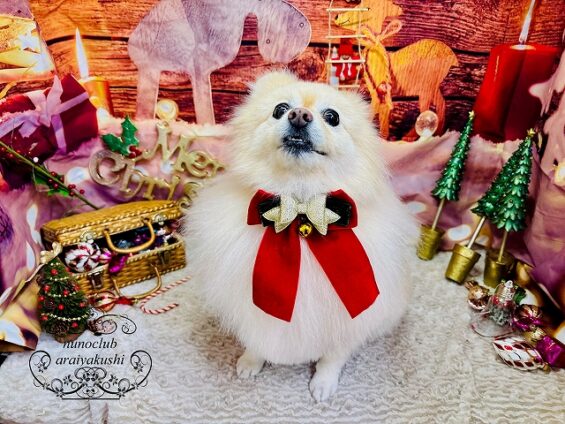 ペットサロン、ヌーノクラブ、可愛くリーズナブルにトリミング ポメラニアンのリリィ