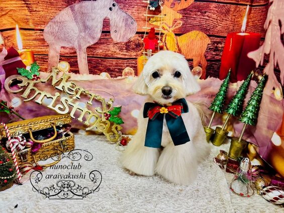 ペットサロン、ヌーノクラブ、可愛くリーズナブルにトリミング ペキプーのクリ_640