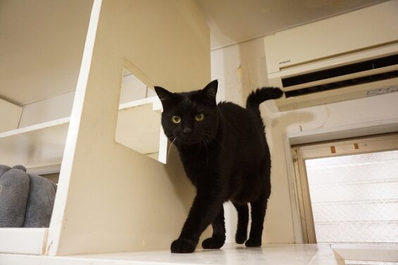 ヌーノクラブ　猫専用ペットホテル　都内　中野区　フリースペースでのびのび　お預り中の猫ちゃん　黒猫のハル・ポニャ
