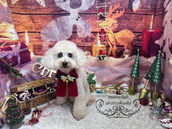 ペットサロン、ヌーノクラブ、可愛くリーズナブルにトリミング