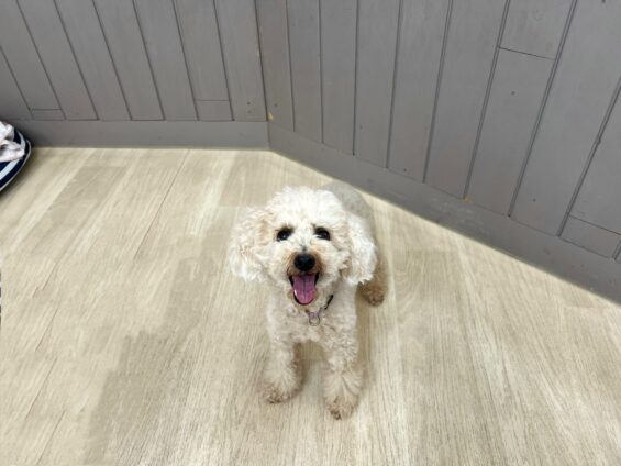 ヌーノクラブ　犬のペットホテル　東京　中野区　フリースペースでのびのび　お預かり中　トイプードルのもも