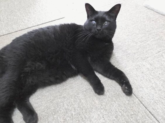 ヌーノクラブ 猫専用ペットホテル 都内 中野区 フリースペースでのびのび お預り中の猫ちゃん 黒猫のハル