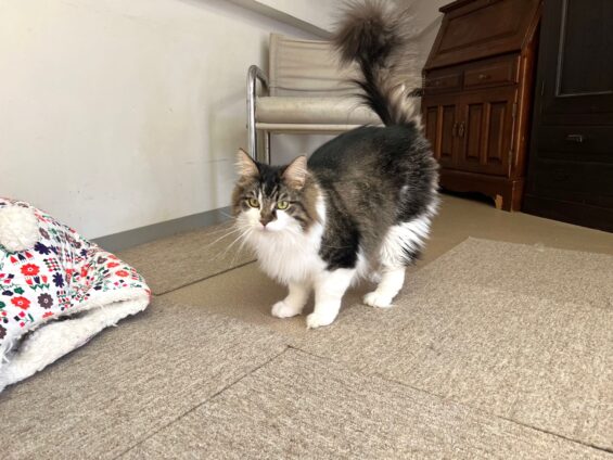 ヌーノクラブ 猫専用ペットホテル 都内 中野区 フリースペースでのびのび お預り中の猫ちゃん ノルウェージャンフォレストキャットのナオ