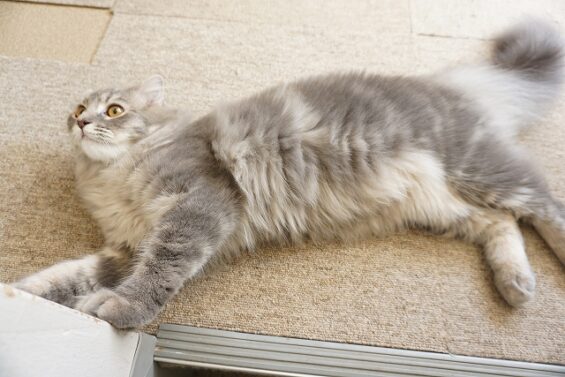 ヌーノクラブ 猫専用ペットホテル 都内 中野区 フリースペースでのびのび お預り中の猫ちゃん スコティッシュフォールドのルル